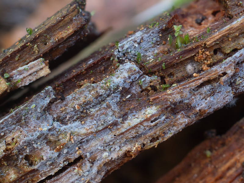 Basidiodendron trachysporum Basidiodendron trachysporum